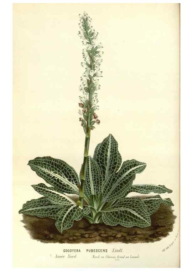 Reproducción/Reproduction 49587286728: Flore des serres et des jardins de l'Europe. A Gand :chez Louis van Houtte, eÌditeur,1845-1880.. 