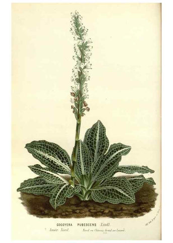 Reproducción/Reproduction 49587286728: Flore des serres et des jardins de l'Europe. A Gand :chez Louis van Houtte, eÌditeur,1845-1880.. 