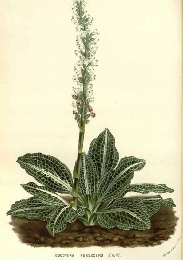 Reproducción/Reproduction 49587286728: Flore des serres et des jardins de l'Europe. A Gand :chez Louis van Houtte, eÌditeur,1845-1880.. 