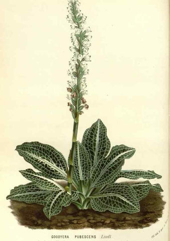 Reproducción/Reproduction 49587286728: Flore des serres et des jardins de l'Europe. A Gand :chez Louis van Houtte, eÌditeur,1845-1880.. 