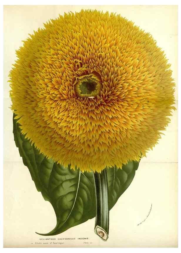 Reproducción/Reproduction 49587775426: Flore des serres et des jardins de l'Europe. A Gand :chez Louis van Houtte, eÌditeur,1845-1880.. 