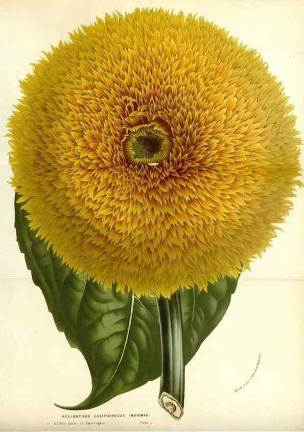 Reproducción/Reproduction 49587775426: Flore des serres et des jardins de l'Europe. A Gand :chez Louis van Houtte, eÌditeur,1845-1880.. 