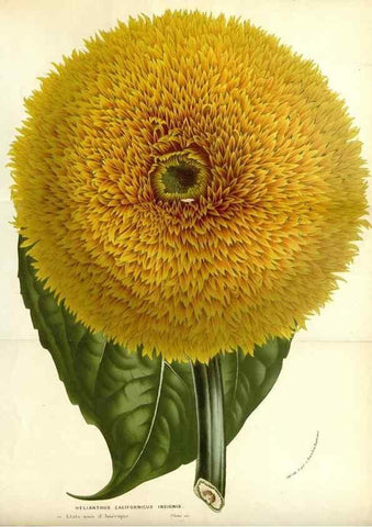 Reproducción/Reproduction 49587775426: Flore des serres et des jardins de l'Europe. A Gand :chez Louis van Houtte, eÌditeur,1845-1880.. 