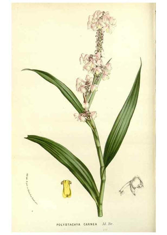 Reproducción/Reproduction 49588019117: Flore des serres et des jardins de l'Europe. A Gand :chez Louis van Houtte, eÌditeur,1845-1880.. 
