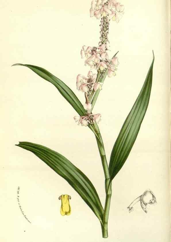 Reproducción/Reproduction 49588019117: Flore des serres et des jardins de l'Europe. A Gand :chez Louis van Houtte, eÌditeur,1845-1880.. 
