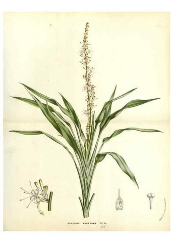 Reproducción/Reproduction 49588019337: Flore des serres et des jardins de l'Europe. A Gand :chez Louis van Houtte, eÌditeur,1845-1880.. 