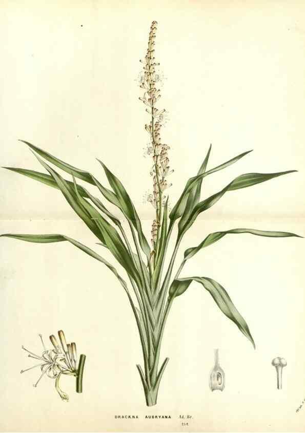 Reproducción/Reproduction 49588019337: Flore des serres et des jardins de l'Europe. A Gand :chez Louis van Houtte, eÌditeur,1845-1880.. 