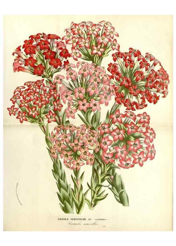 Reproducción/Reproduction 49587282048: Flore des serres et des jardins de l'Europe. A Gand :chez Louis van Houtte, eÌditeur,1845-1880.. 