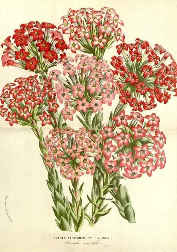 Reproducción/Reproduction 49587282048: Flore des serres et des jardins de l'Europe. A Gand :chez Louis van Houtte, eÌditeur,1845-1880.. 