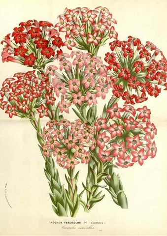 Reproducción/Reproduction 49587282048: Flore des serres et des jardins de l'Europe. A Gand :chez Louis van Houtte, eÌditeur,1845-1880.. 