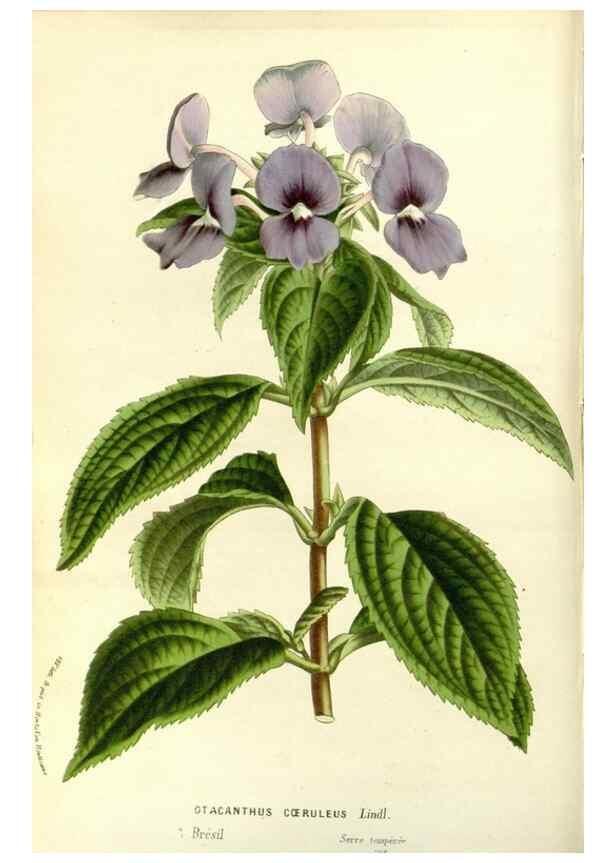 Reproducción/Reproduction 49587776611: Flore des serres et des jardins de l'Europe. A Gand :chez Louis van Houtte, eÌditeur,1845-1880.. 