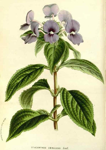 Reproducción/Reproduction 49587776611: Flore des serres et des jardins de l'Europe. A Gand :chez Louis van Houtte, eÌditeur,1845-1880.. 