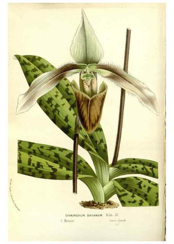 Reproducción/Reproduction 49587282453: Flore des serres et des jardins de l'Europe. A Gand :chez Louis van Houtte, eÌditeur,1845-1880.. 