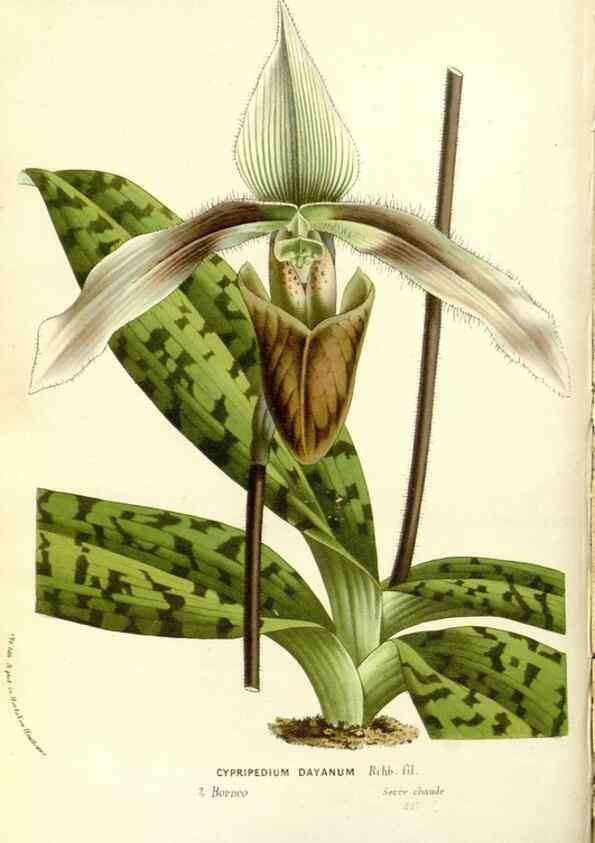 Reproducción/Reproduction 49587282453: Flore des serres et des jardins de l'Europe. A Gand :chez Louis van Houtte, eÌditeur,1845-1880.. 