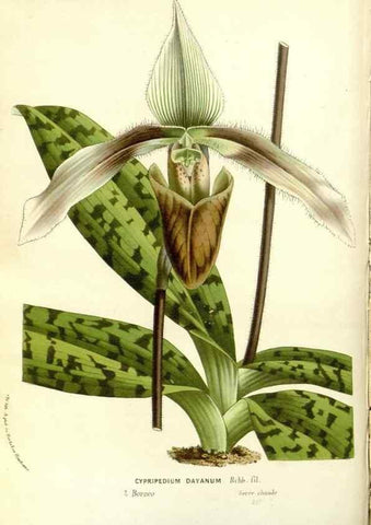 Reproducción/Reproduction 49587282453: Flore des serres et des jardins de l'Europe. A Gand :chez Louis van Houtte, eÌditeur,1845-1880.. 