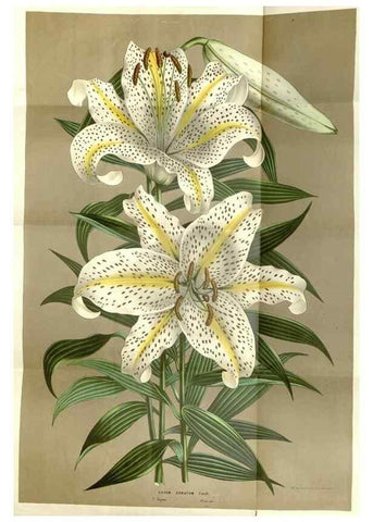 Reproducción/Reproduction 49587282748: Flore des serres et des jardins de l'Europe. A Gand :chez Louis van Houtte, eÌditeur,1845-1880.. 