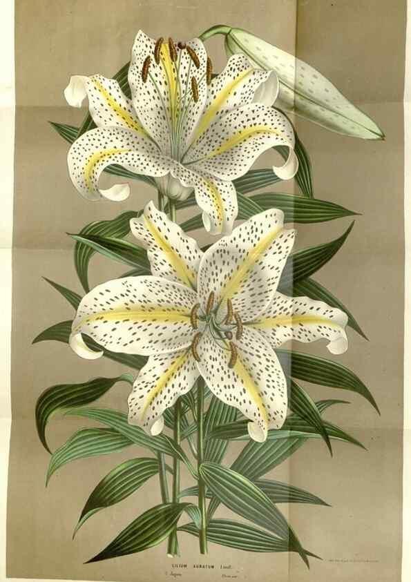 Reproducción/Reproduction 49587282748: Flore des serres et des jardins de l'Europe. A Gand :chez Louis van Houtte, eÌditeur,1845-1880.. 