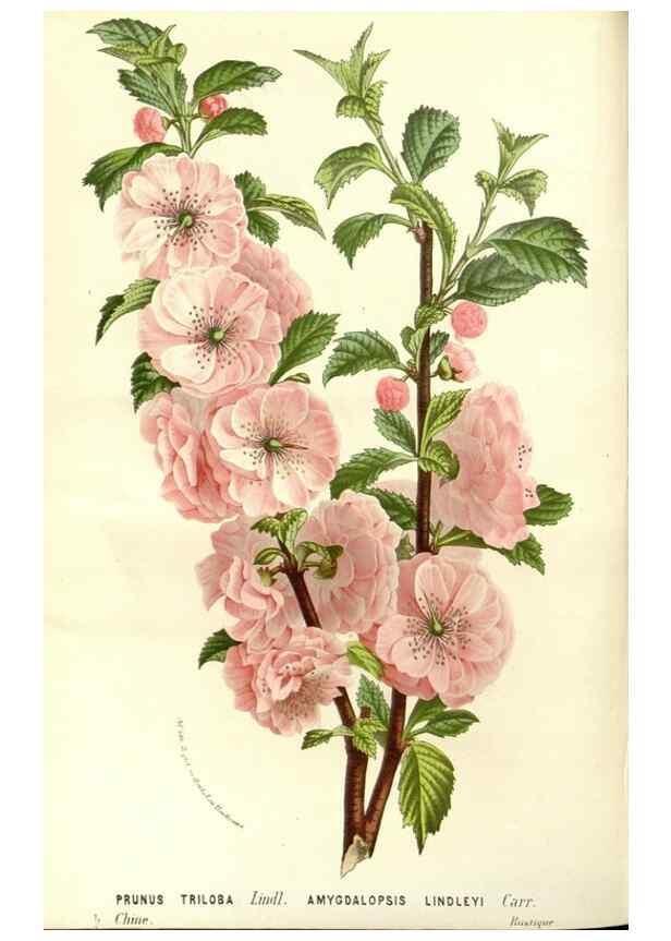 Reproducción/Reproduction 49587282983: Flore des serres et des jardins de l'Europe. A Gand :chez Louis van Houtte, eÌditeur,1845-1880.. 