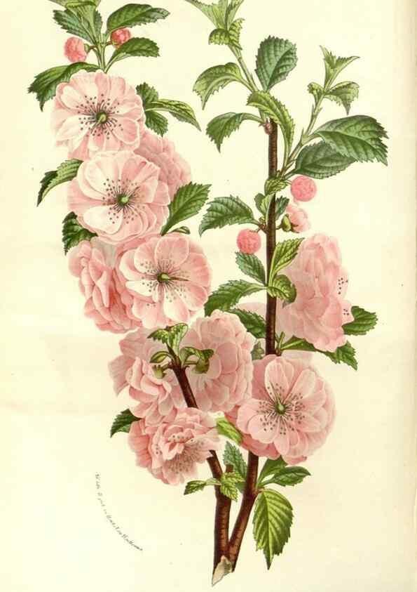 Reproducción/Reproduction 49587282983: Flore des serres et des jardins de l'Europe. A Gand :chez Louis van Houtte, eÌditeur,1845-1880.. 
