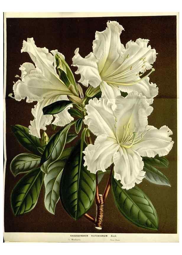 Reproducción/Reproduction 49587281423: Flore des serres et des jardins de l'Europe. A Gand :chez Louis van Houtte, eÌditeur,1845-1880.. 