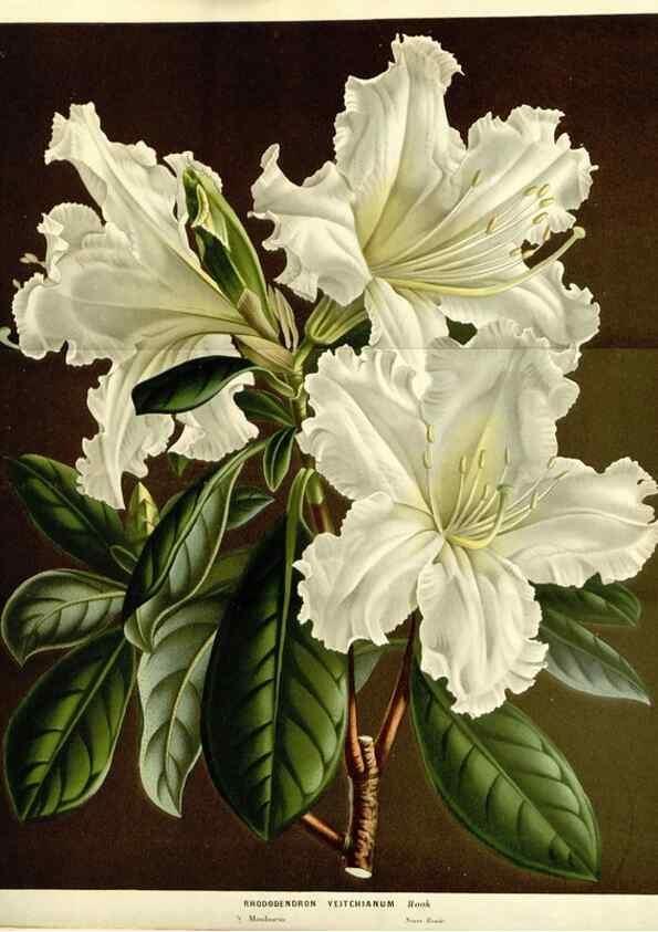 Reproducción/Reproduction 49587281423: Flore des serres et des jardins de l'Europe. A Gand :chez Louis van Houtte, eÌditeur,1845-1880.. 