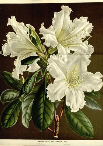 Reproducción/Reproduction 49587281423: Flore des serres et des jardins de l'Europe. A Gand :chez Louis van Houtte, eÌditeur,1845-1880.. 