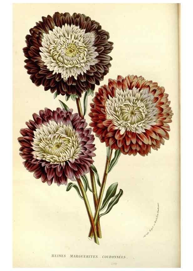 Reproducción/Reproduction 49588016352: Flore des serres et des jardins de l'Europe. A Gand :chez Louis van Houtte, eÌditeur,1845-1880.. 