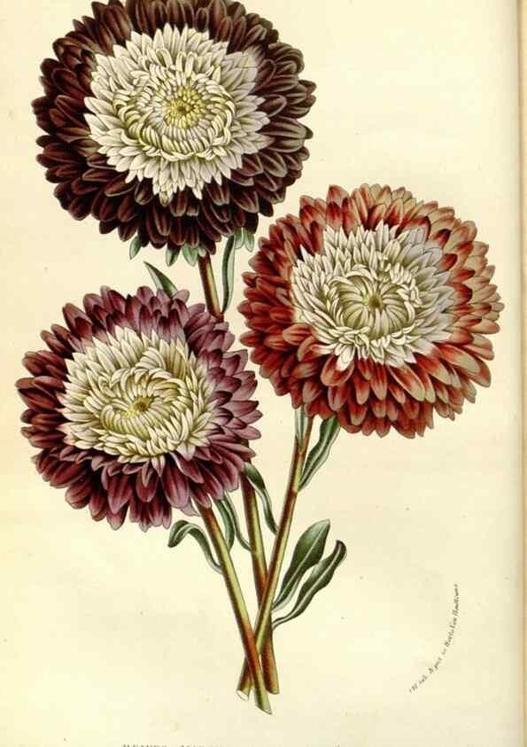 Reproducción/Reproduction 49588016352: Flore des serres et des jardins de l'Europe. A Gand :chez Louis van Houtte, eÌditeur,1845-1880.. 