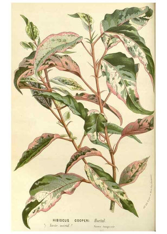 Reproducción/Reproduction 49588024587: Flore des serres et des jardins de l'Europe. A Gand :chez Louis van Houtte, eÌditeur,1845-1880.. 