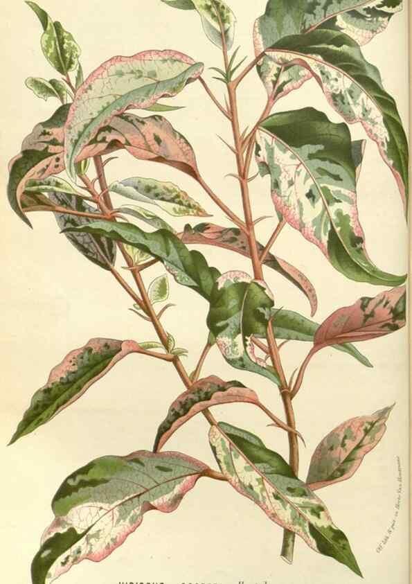 Reproducción/Reproduction 49588024587: Flore des serres et des jardins de l'Europe. A Gand :chez Louis van Houtte, eÌditeur,1845-1880.. 