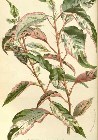Reproducción/Reproduction 49588024587: Flore des serres et des jardins de l'Europe. A Gand :chez Louis van Houtte, eÌditeur,1845-1880.. 