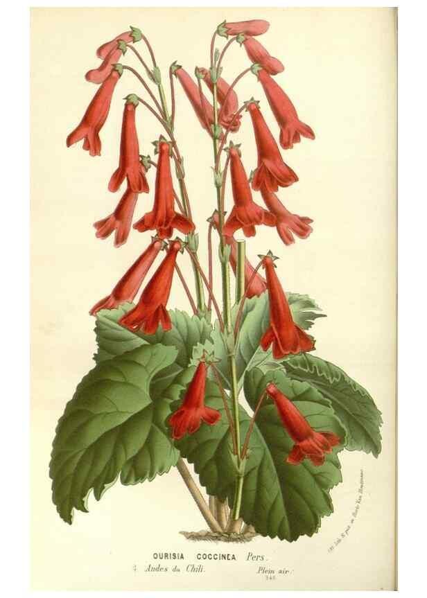 Reproducción/Reproduction 49587287228: Flore des serres et des jardins de l'Europe. A Gand :chez Louis van Houtte, eÌditeur,1845-1880.. 