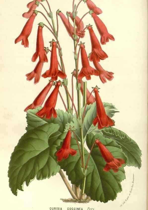 Reproducción/Reproduction 49587287228: Flore des serres et des jardins de l'Europe. A Gand :chez Louis van Houtte, eÌditeur,1845-1880.. 