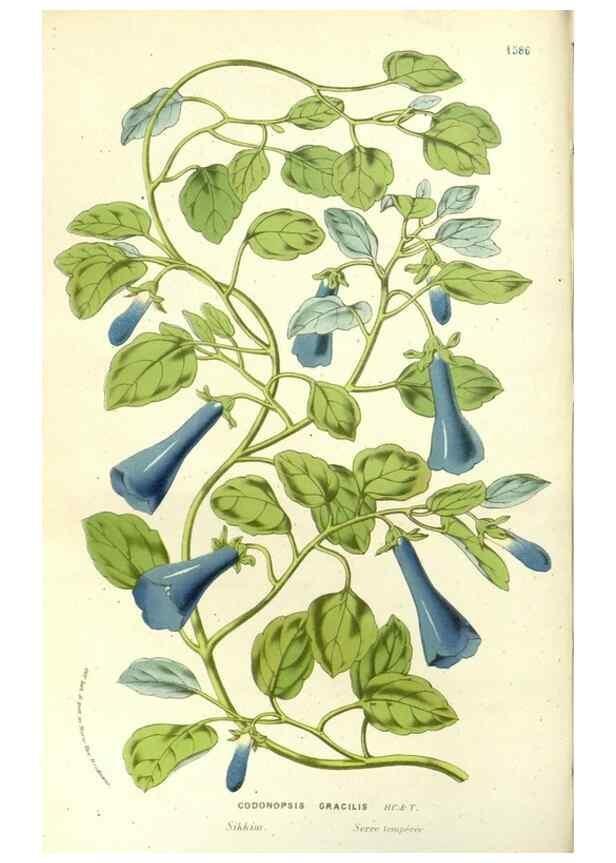 Reproducción/Reproduction 49587291908: Flore des serres et des jardins de l'Europe. A Gand :chez Louis van Houtte, eÌditeur,1845-1880.. 