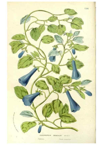 Reproducción/Reproduction 49587291908: Flore des serres et des jardins de l'Europe. A Gand :chez Louis van Houtte, eÌditeur,1845-1880.. 