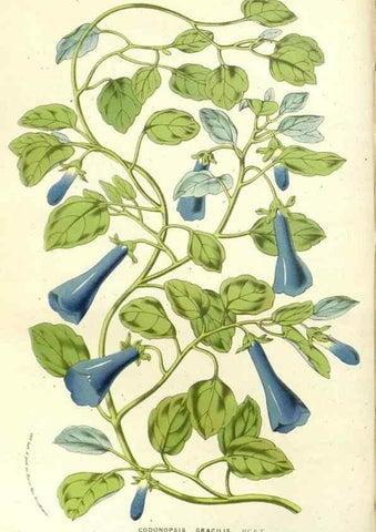 Reproducción/Reproduction 49587291908: Flore des serres et des jardins de l'Europe. A Gand :chez Louis van Houtte, eÌditeur,1845-1880.. 