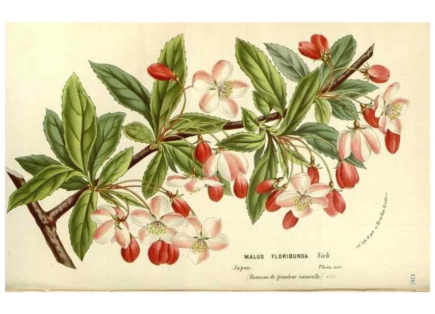 Reproducción/Reproduction 49587786376: Flore des serres et des jardins de l'Europe. A Gand :chez Louis van Houtte, eÌditeur,1845-1880.. 