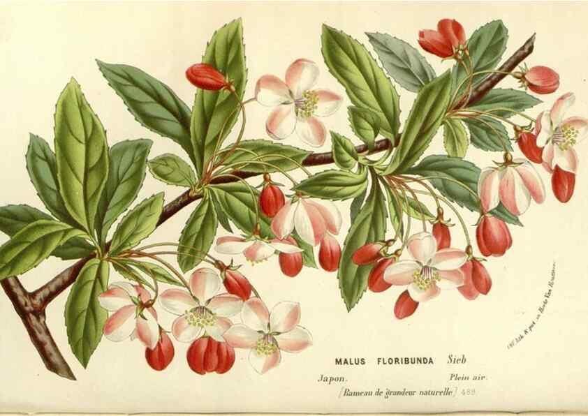Reproducción/Reproduction 49587786376: Flore des serres et des jardins de l'Europe. A Gand :chez Louis van Houtte, eÌditeur,1845-1880.. 