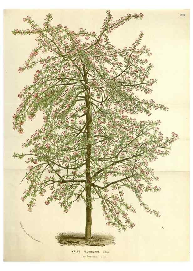 Reproducción/Reproduction 49587786626: Flore des serres et des jardins de l'Europe. A Gand :chez Louis van Houtte, eÌditeur,1845-1880.. 