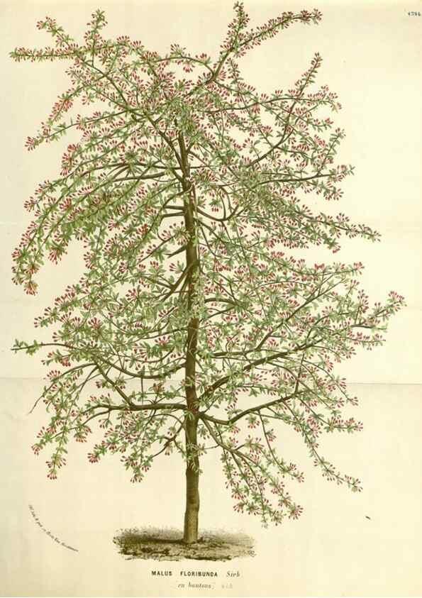 Reproducción/Reproduction 49587786626: Flore des serres et des jardins de l'Europe. A Gand :chez Louis van Houtte, eÌditeur,1845-1880.. 