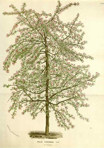 Reproducción/Reproduction 49587786626: Flore des serres et des jardins de l'Europe. A Gand :chez Louis van Houtte, eÌditeur,1845-1880.. 