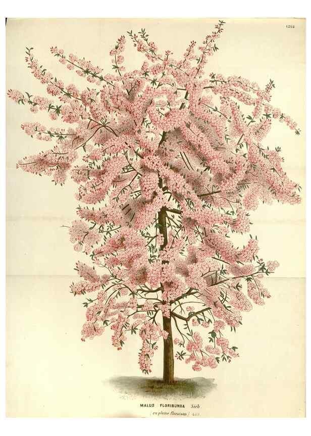 Reproducción/Reproduction 49587786901: Flore des serres et des jardins de l'Europe. A Gand :chez Louis van Houtte, eÌditeur,1845-1880.. 