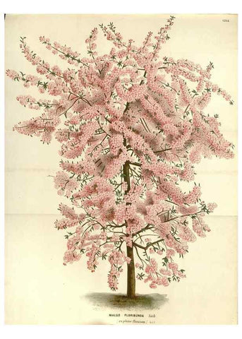 Reproducción/Reproduction 49587786901: Flore des serres et des jardins de l'Europe. A Gand :chez Louis van Houtte, eÌditeur,1845-1880.. 