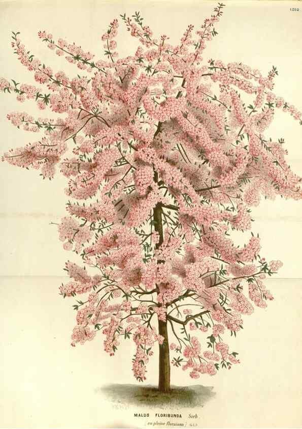 Reproducción/Reproduction 49587786901: Flore des serres et des jardins de l'Europe. A Gand :chez Louis van Houtte, eÌditeur,1845-1880.. 