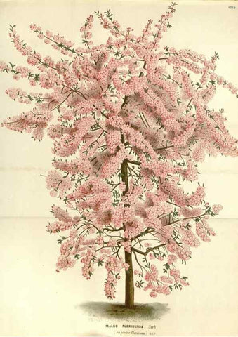 Reproducción/Reproduction 49587786901: Flore des serres et des jardins de l'Europe. A Gand :chez Louis van Houtte, eÌditeur,1845-1880.. 