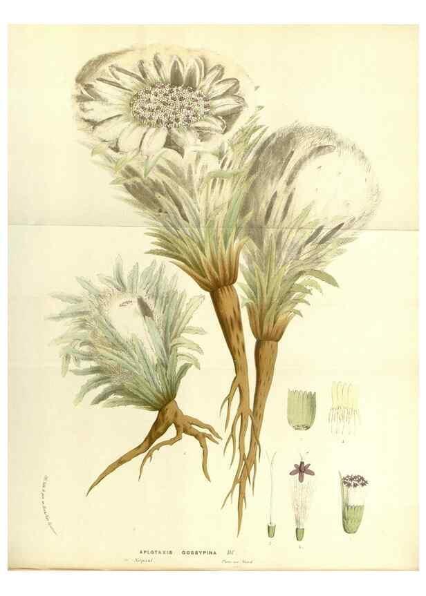 Reproducción/Reproduction 49587787146: Flore des serres et des jardins de l'Europe. A Gand :chez Louis van Houtte, eÌditeur,1845-1880.. 