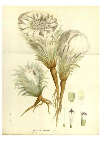 Reproducción/Reproduction 49587787146: Flore des serres et des jardins de l'Europe. A Gand :chez Louis van Houtte, eÌditeur,1845-1880.. 
