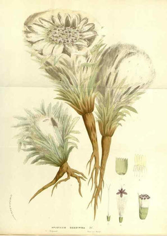 Reproducción/Reproduction 49587787146: Flore des serres et des jardins de l'Europe. A Gand :chez Louis van Houtte, eÌditeur,1845-1880.. 