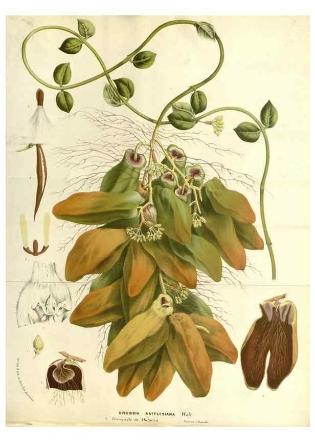 Reproducción/Reproduction 49587787421: Flore des serres et des jardins de l'Europe. A Gand :chez Louis van Houtte, eÌditeur,1845-1880.. 