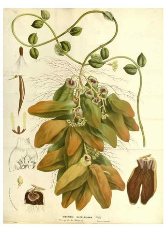 Reproducción/Reproduction 49587787421: Flore des serres et des jardins de l'Europe. A Gand :chez Louis van Houtte, eÌditeur,1845-1880.. 